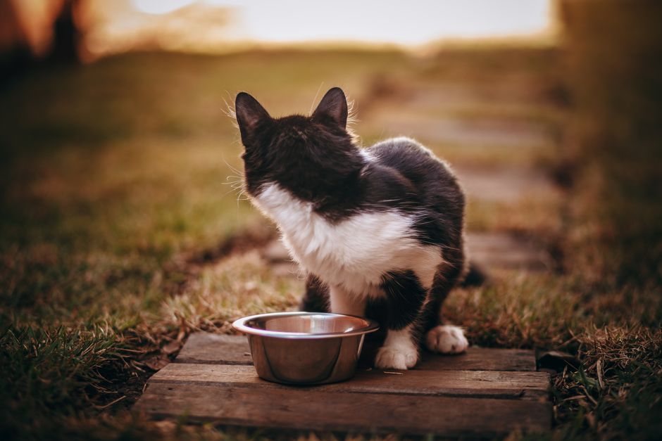 Key Features to Look for in Slow Feeder Bowls for Huskies