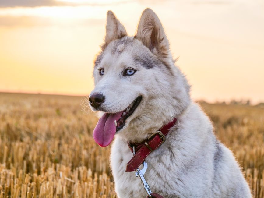 Common Farm Animals Huskies Encounter and Their Reactions