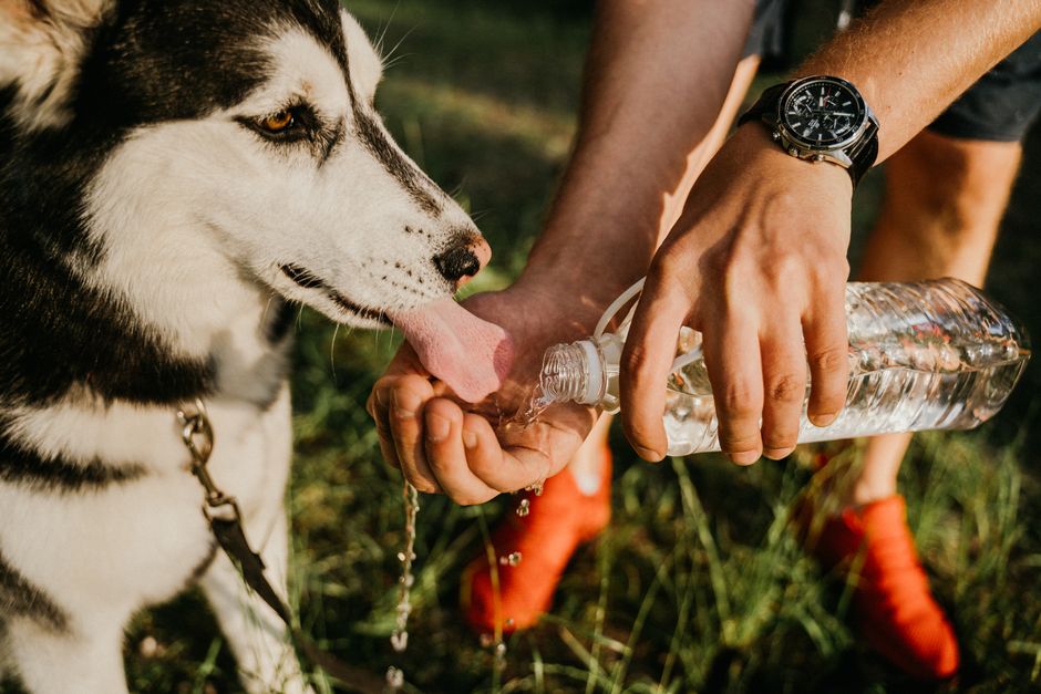 Signs of Dehydration in Huskies