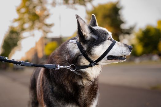 How to Leash Train a Husky: Complete Step-by-Step Guide