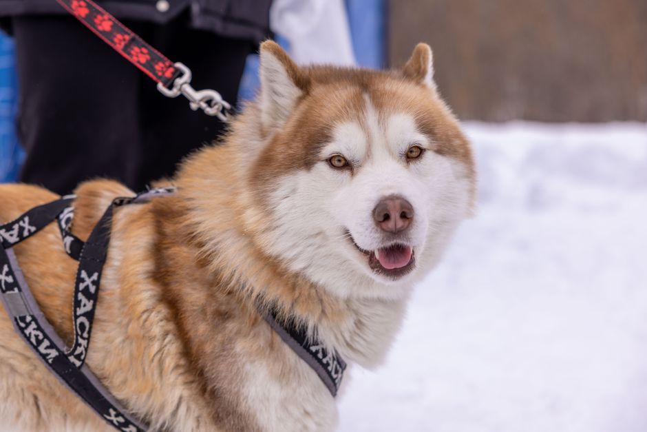 Step-by-Step Leash Training Guide