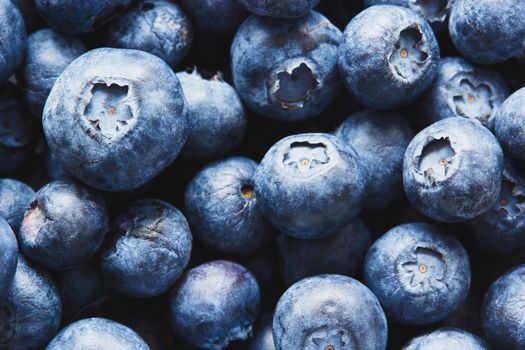 Can Huskies Eat Blueberries? Safe Amounts & Benefits