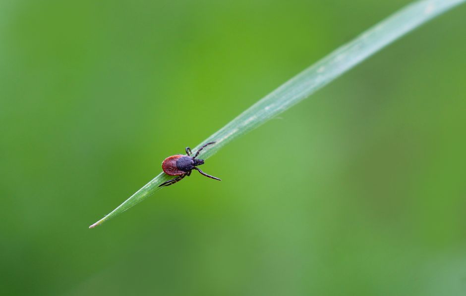 Understanding Ticks and Why Huskies Are at Risk