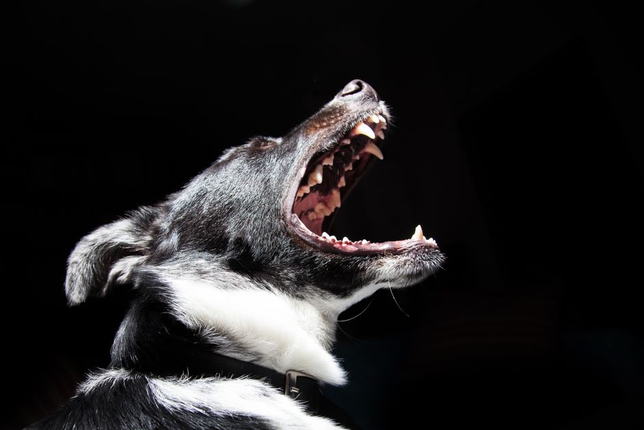 Common Causes of Aggressive Behavior