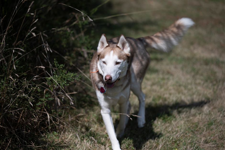 Common Causes of Limping After Running in Huskies
