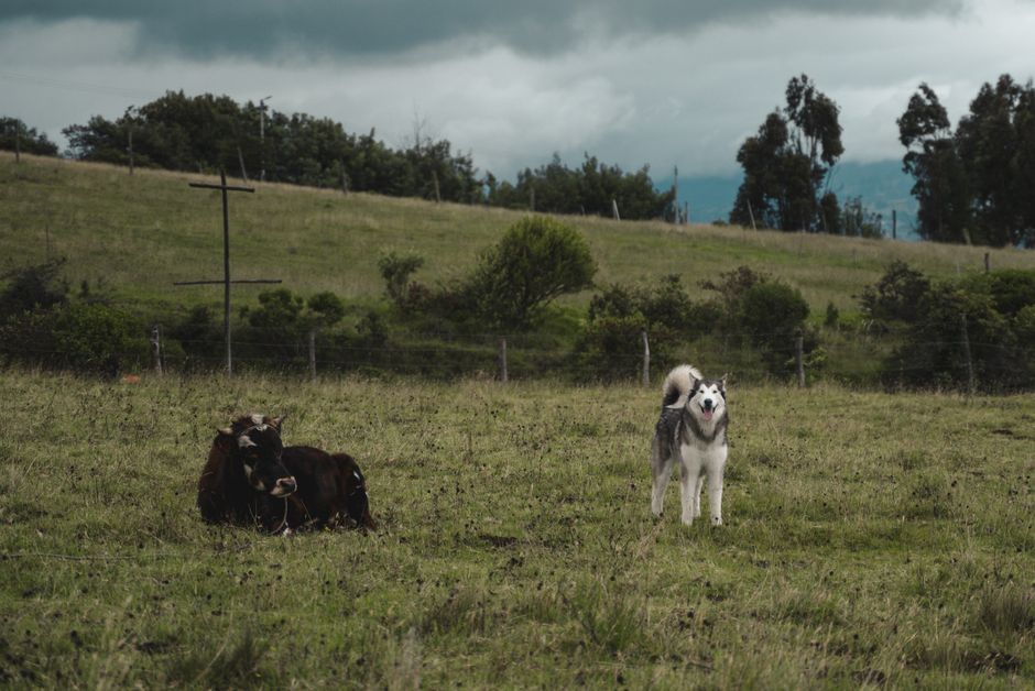 When to Seek Veterinary Help