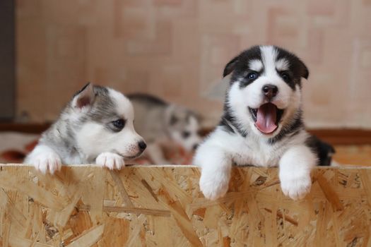 Adopt a Husky Puppy: Your Complete Guide