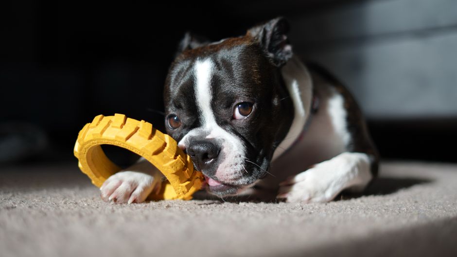 How to Prevent Destructive Chewing