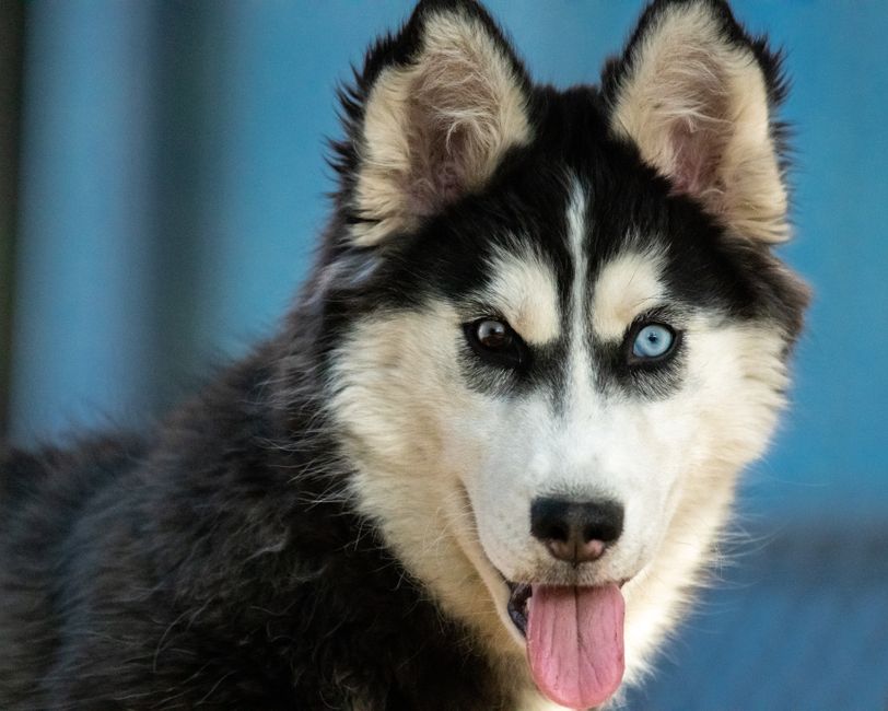 Interpreting the Different Types of Growls