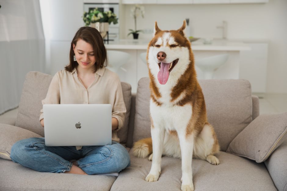 Common Types of Allergies in Huskies