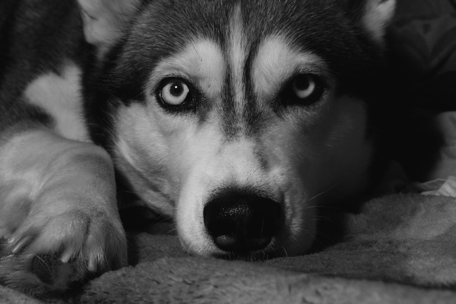 Medical Causes of Dry Nose in Huskies