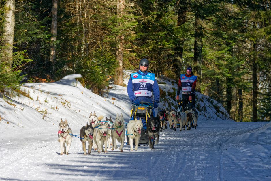 Common Causes of Pacing in Siberian Huskies