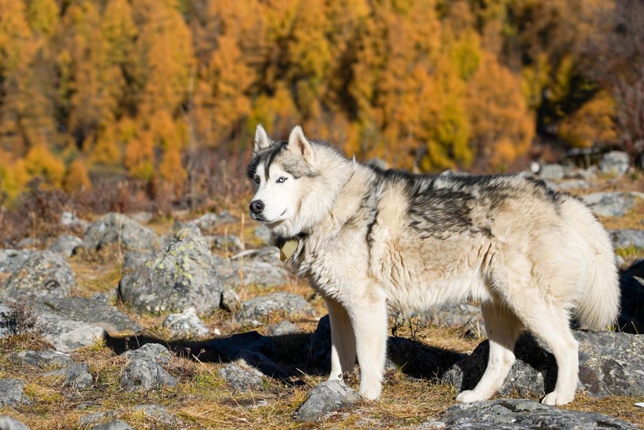 What is Pancreatitis in Huskies?