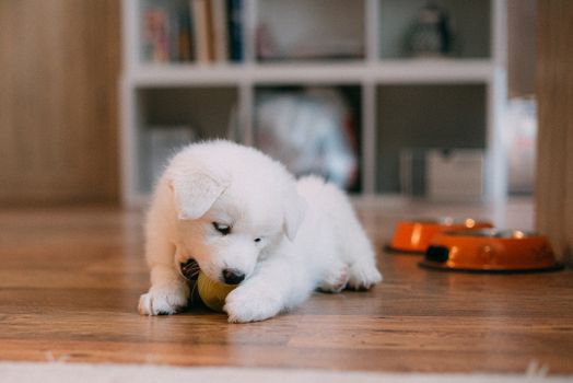 Husky Puppy Teething Guide: Tips for Soothing & Training