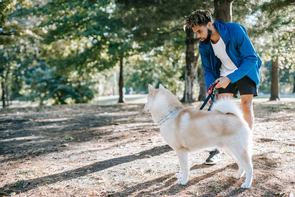 Start with Basic Obedience: Sit, Stay, Come