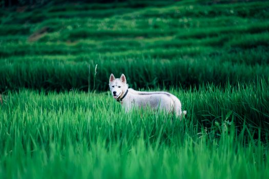 Husky Liver Problems: Symptoms & Care Guide