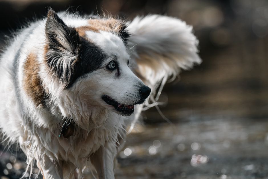 Why Off-Leash Training Is Crucial for Your Siberian Husky