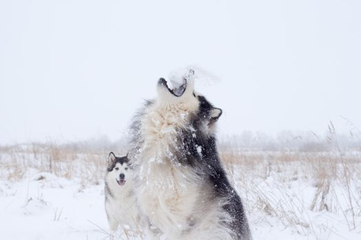 Husky Socialization Tips: A Complete Guide