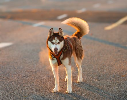 Why Do Huskies Chase Their Tail? Causes & Solutions