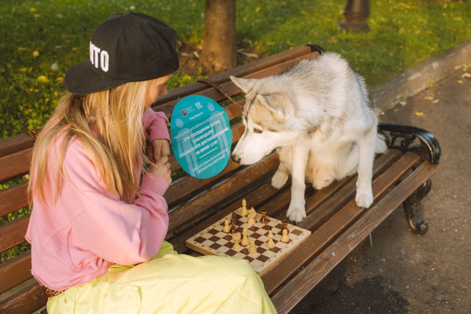 When to Start Socializing Your Husky