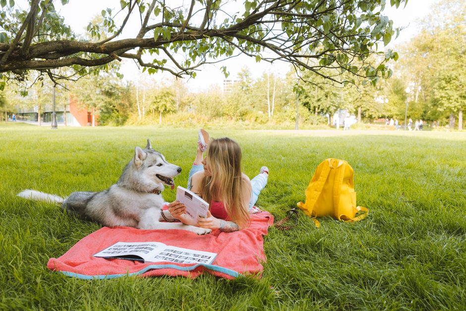 Common Reasons Why Huskies Hump Blankets
