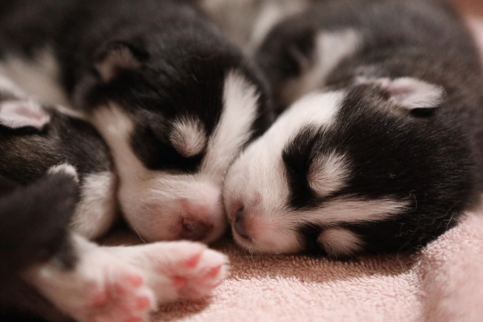 Understanding Why Your Husky Puppy Wakes Up at Night