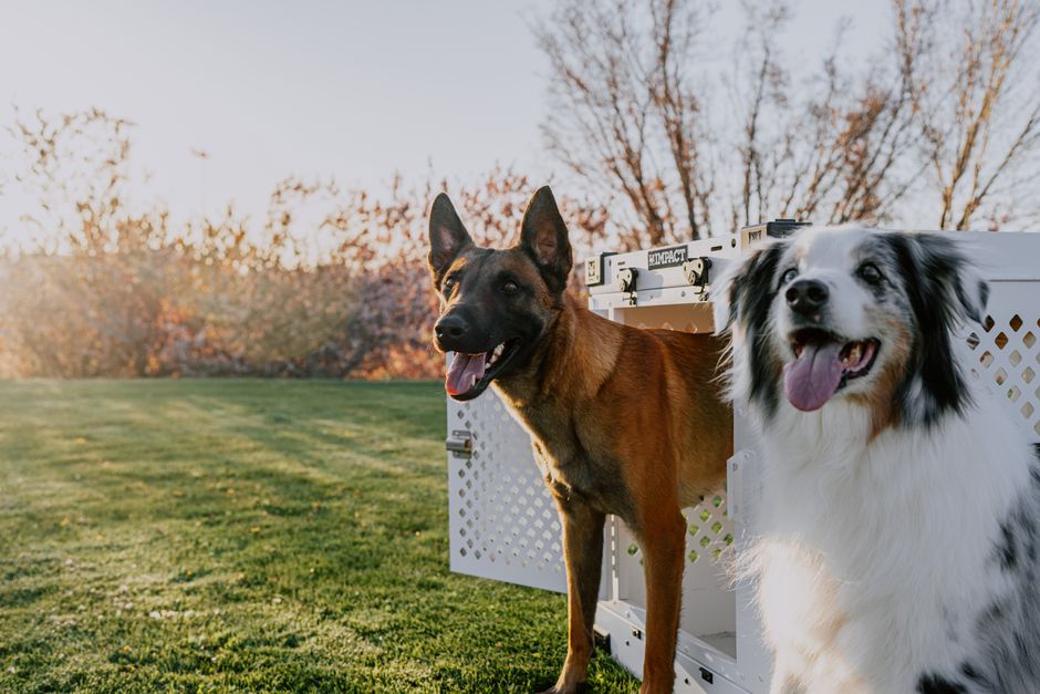 Step-by-Step Crate Training to Minimize Crying