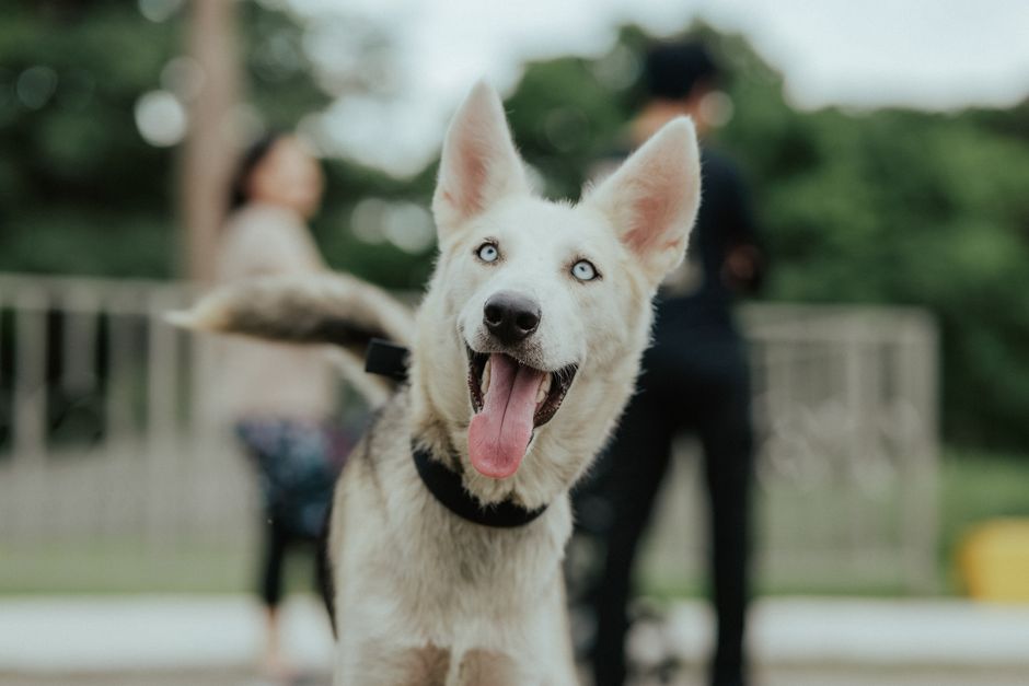 Prerequisites: Before You Start Off-Leash Training