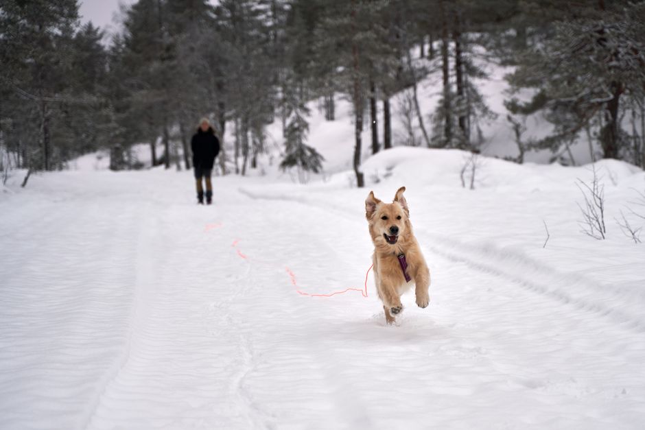 Step-by-Step Off-Leash Training