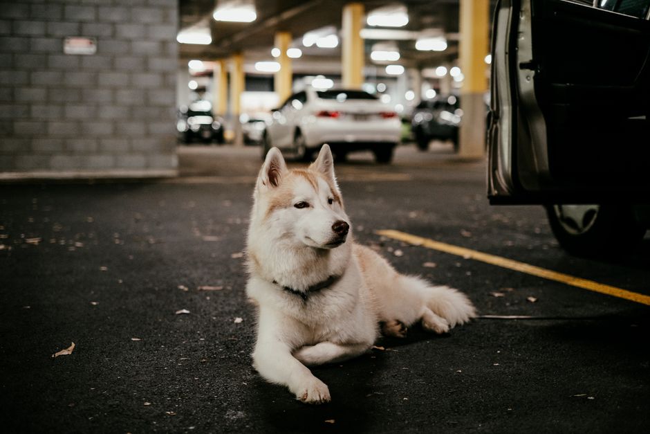 Tips to Reduce Car Screaming in Huskies