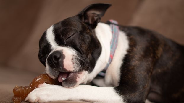 Husky Chewing Problems: Causes & Solutions
