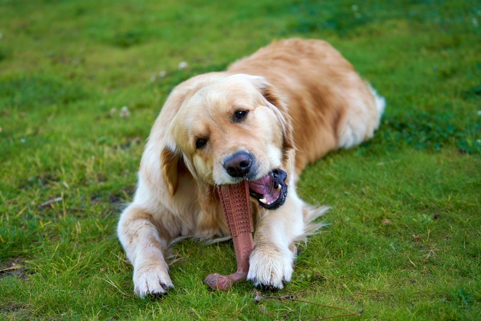 Common Chewing Issues