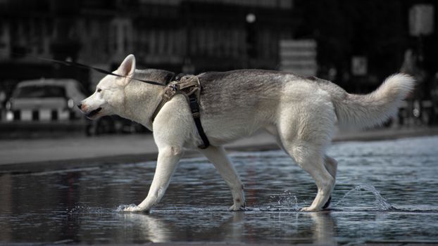 Husky Leash Pulling: Stop Your Husky from Pulling