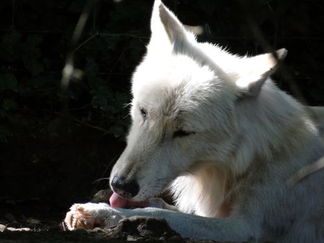 Husky Licking Paws Constantly: Causes and Solutions