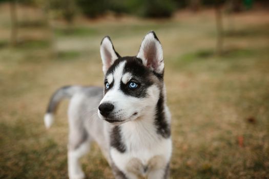 Husky Puppy Ear Standing Up: Timeline & Tips