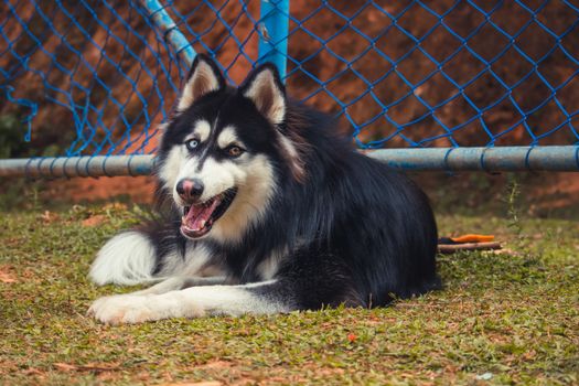 Husky Redness Around Mouth: Causes, Treatment & Prevention