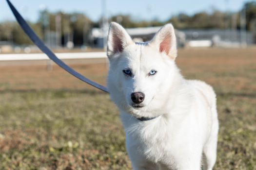 Best Training Collar for Huskies: Expert Guide & Tips
