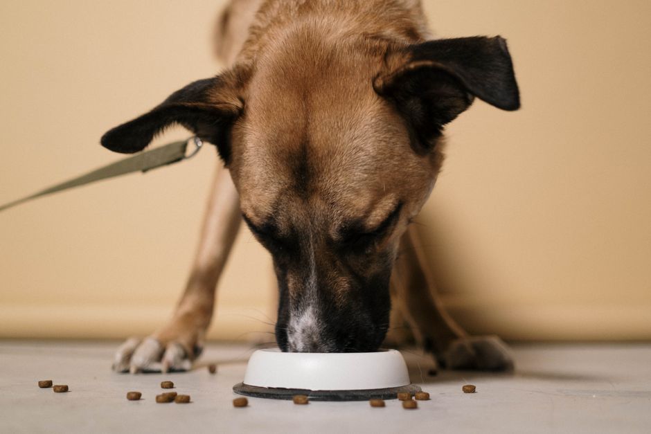 What to Look for in Low-Calorie Husky Food