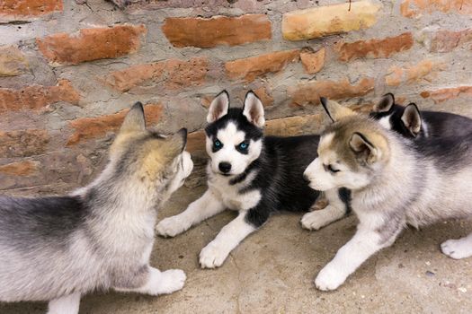 Husky Puppy Socialization Checklist: Complete Guide