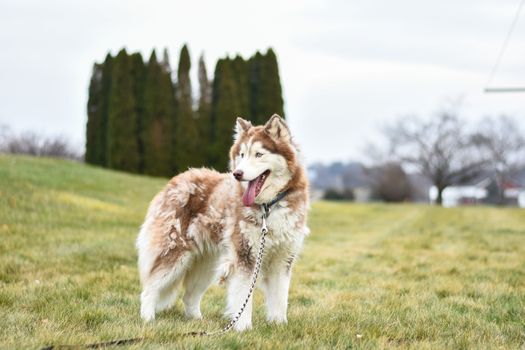 Husky Heat Stroke Symptoms: Recognize & Act Fast
