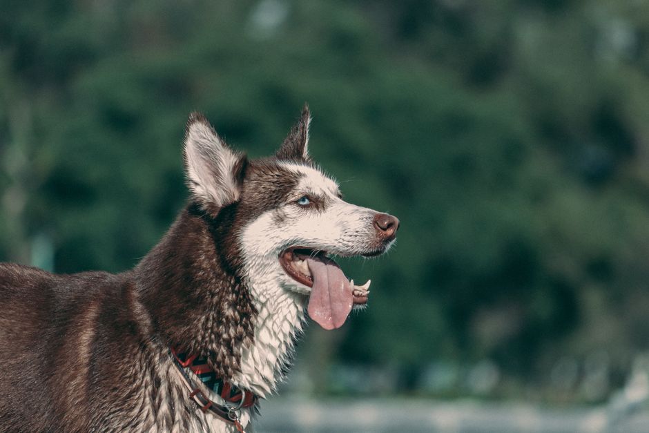 Recognizing the Signs: Symptoms of Heat Stroke in Huskies