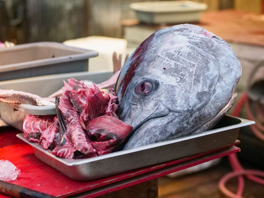 Risks of Feeding Tuna to Huskies