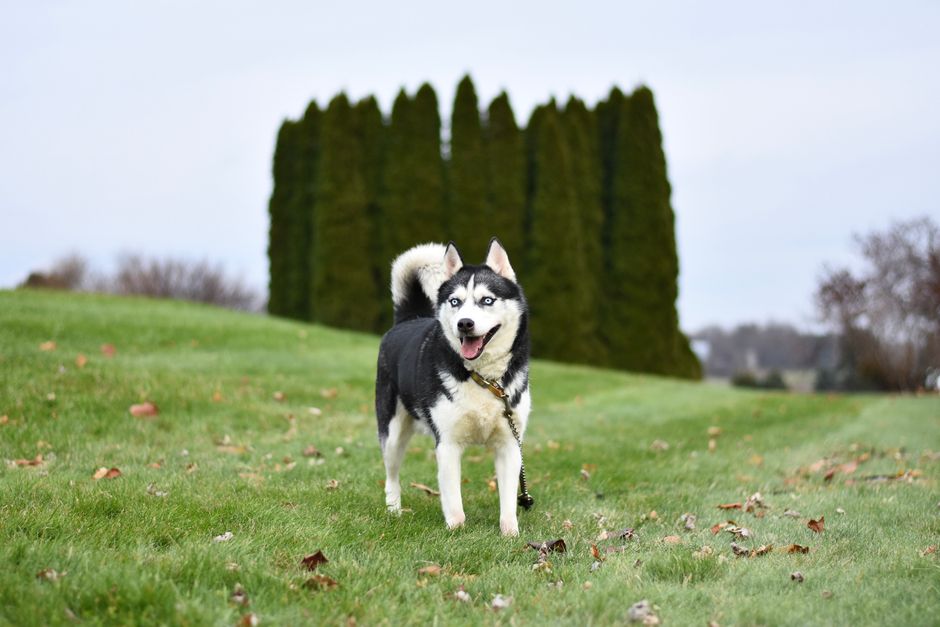 Why Clicker Training Works for Huskies