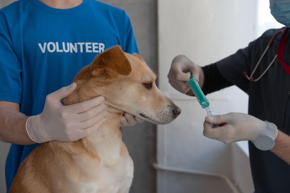 Rabies Vaccine Schedules for Huskies