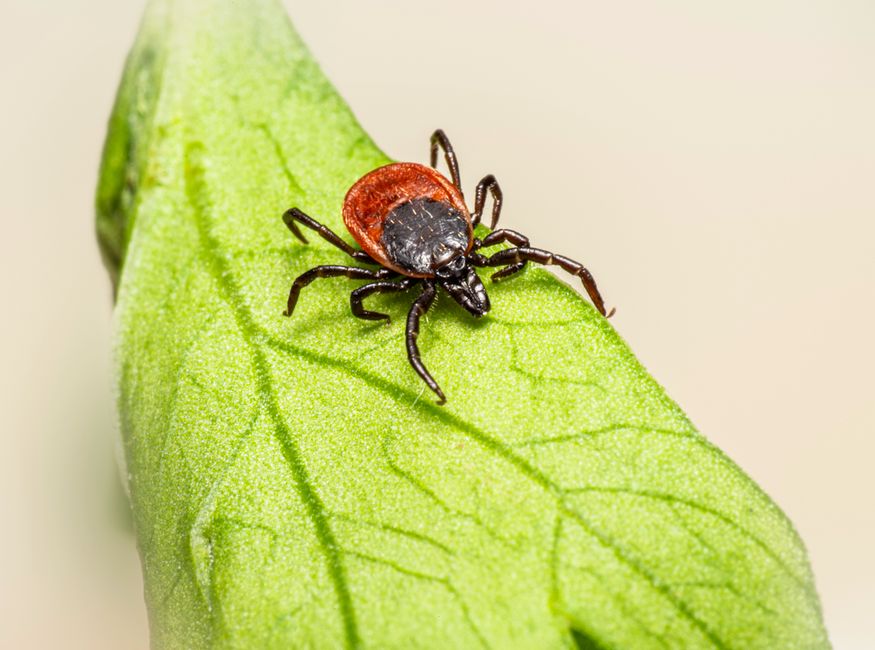 Understanding Ticks and Their Dangers for Huskies