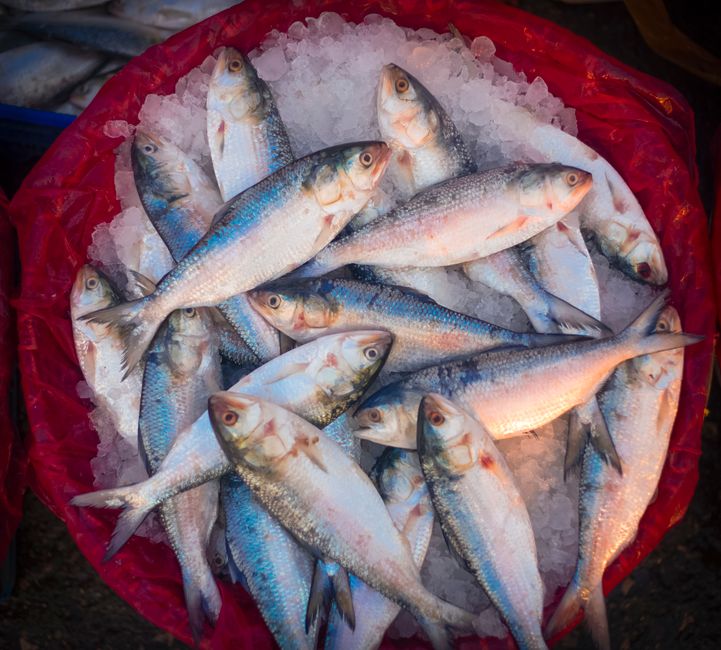 Top Health Benefits of Fish Oil for Siberian Huskies