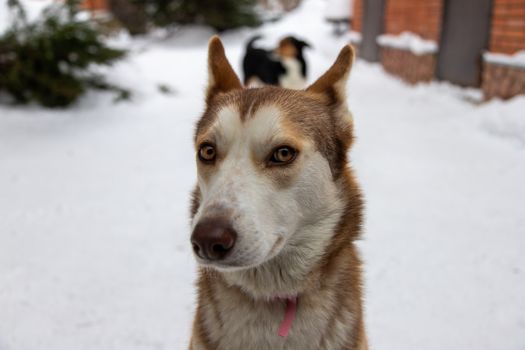 Husky Afraid of Strangers: Causes & Training Tips