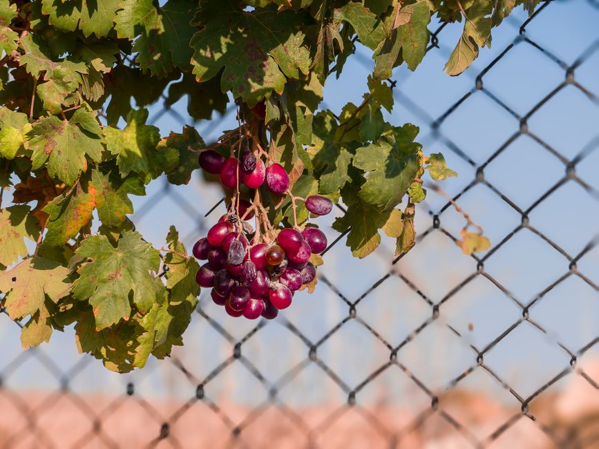 Why Are Grapes Dangerous for Huskies?