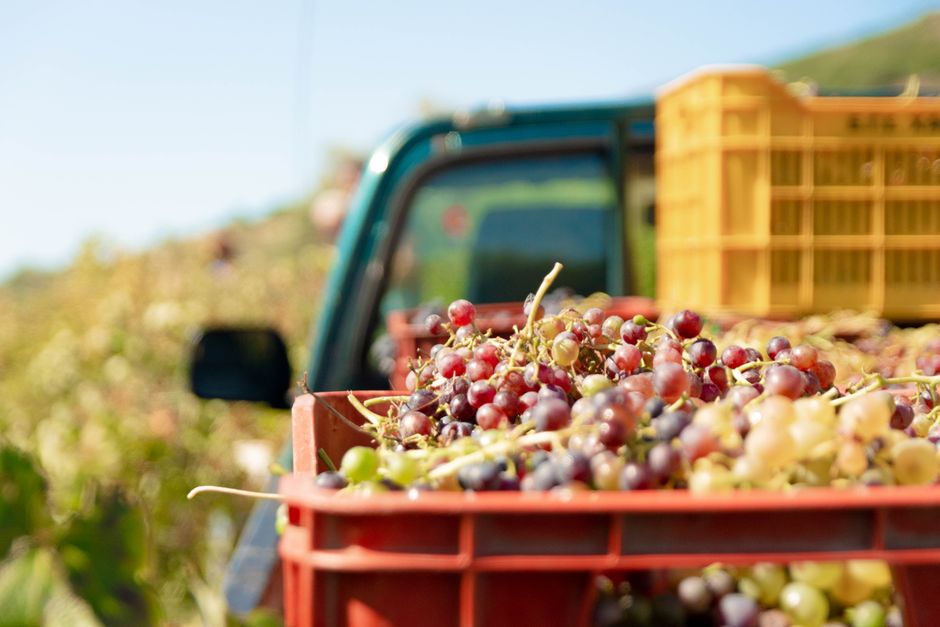 How Many Grapes Are Toxic to a Husky?
