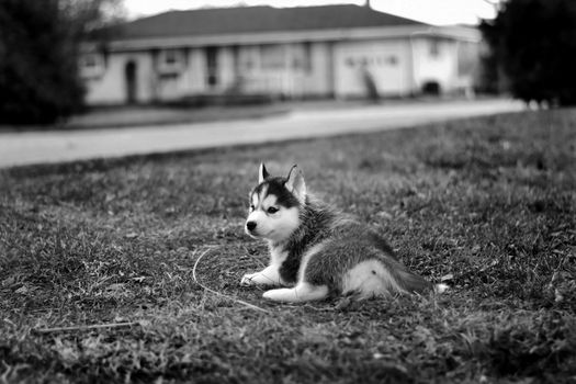 Husky Keeps Escaping Yard: Prevention and Training Tips